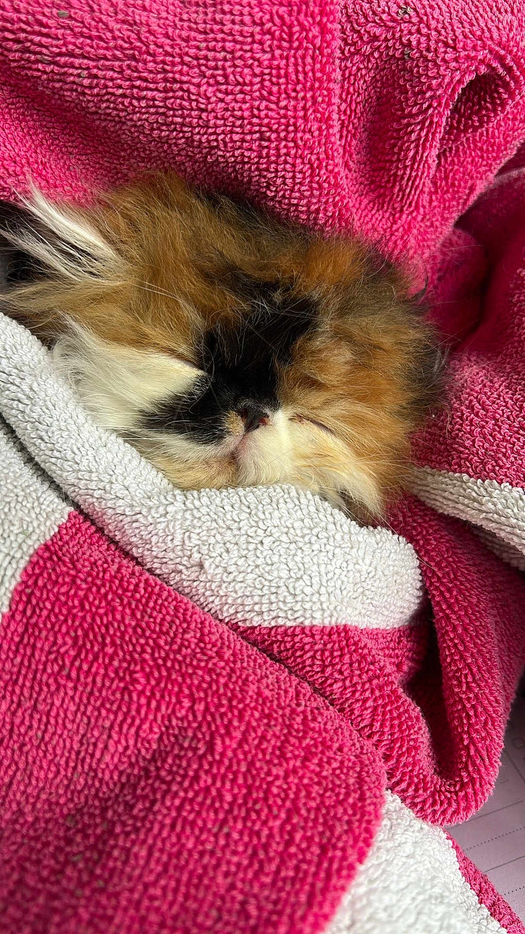Alys participe au concours pour gagner de l'argent avec cette photo : cat, sleeping, fluffy, towel, pink, white, cozy, pet, animal, fur, resting, cute, calm, domestic_animal, closeup, texture, soft, nap, relaxation, indoor