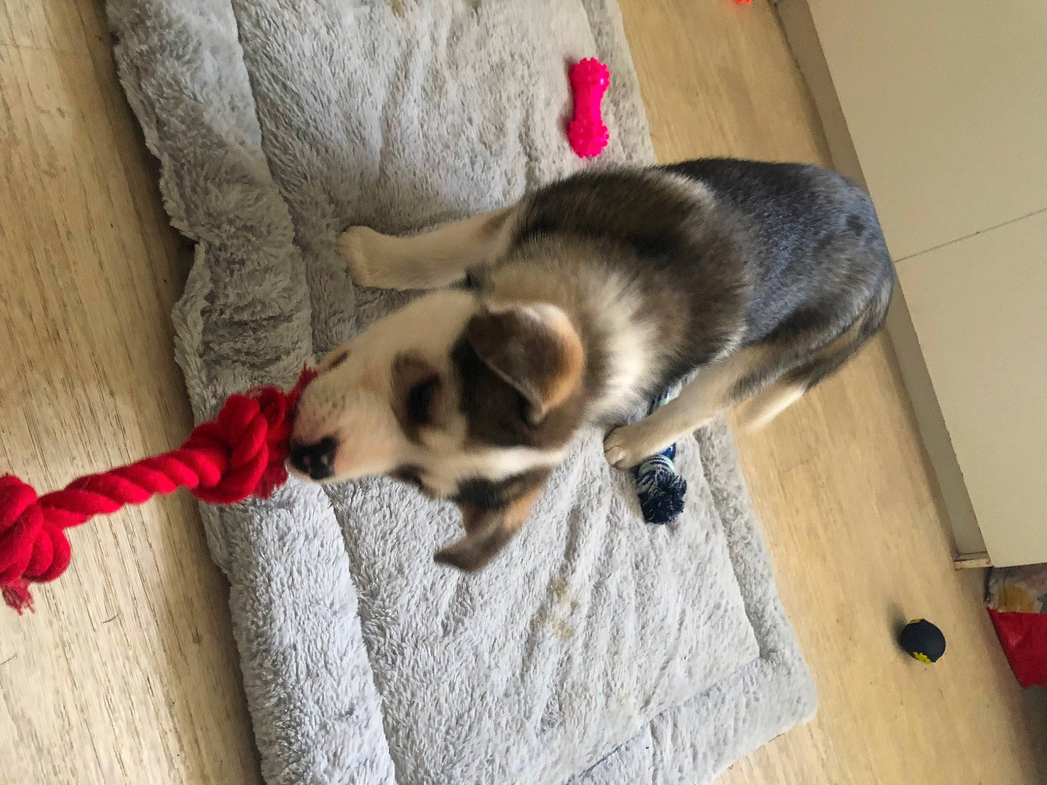 Snooky a rejoint le concours — aidez-le/la à gagner de superbes lots ! carnivore, comfort, companion_dog, dog_breed, domestic_short_haired_cat, felidae, floor, flooring, fur, hardwood, paw, room, small_to_medium_sized_cats, tail, varnish, whiskers, wood, wood_flooring