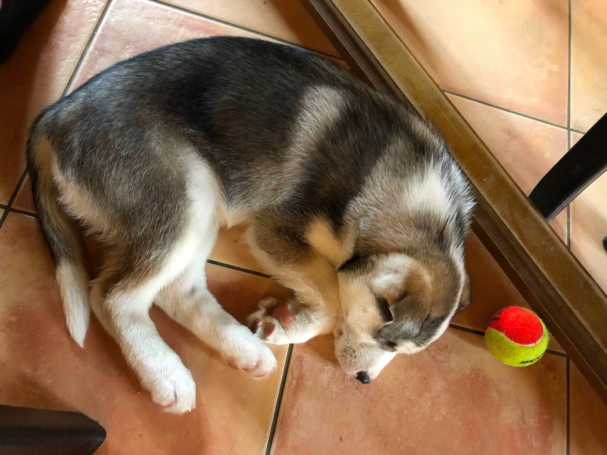 Snooky a rejoint le concours — aidez-le/la à gagner de superbes lots ! carnivore, claw, comfort, companion_dog, dog, dog_breed, felidae, flooring, fur, hardwood, paw, small_to_medium_sized_cats, snout, sporting_group, tail, whiskers, wood, working_animal, working_dog