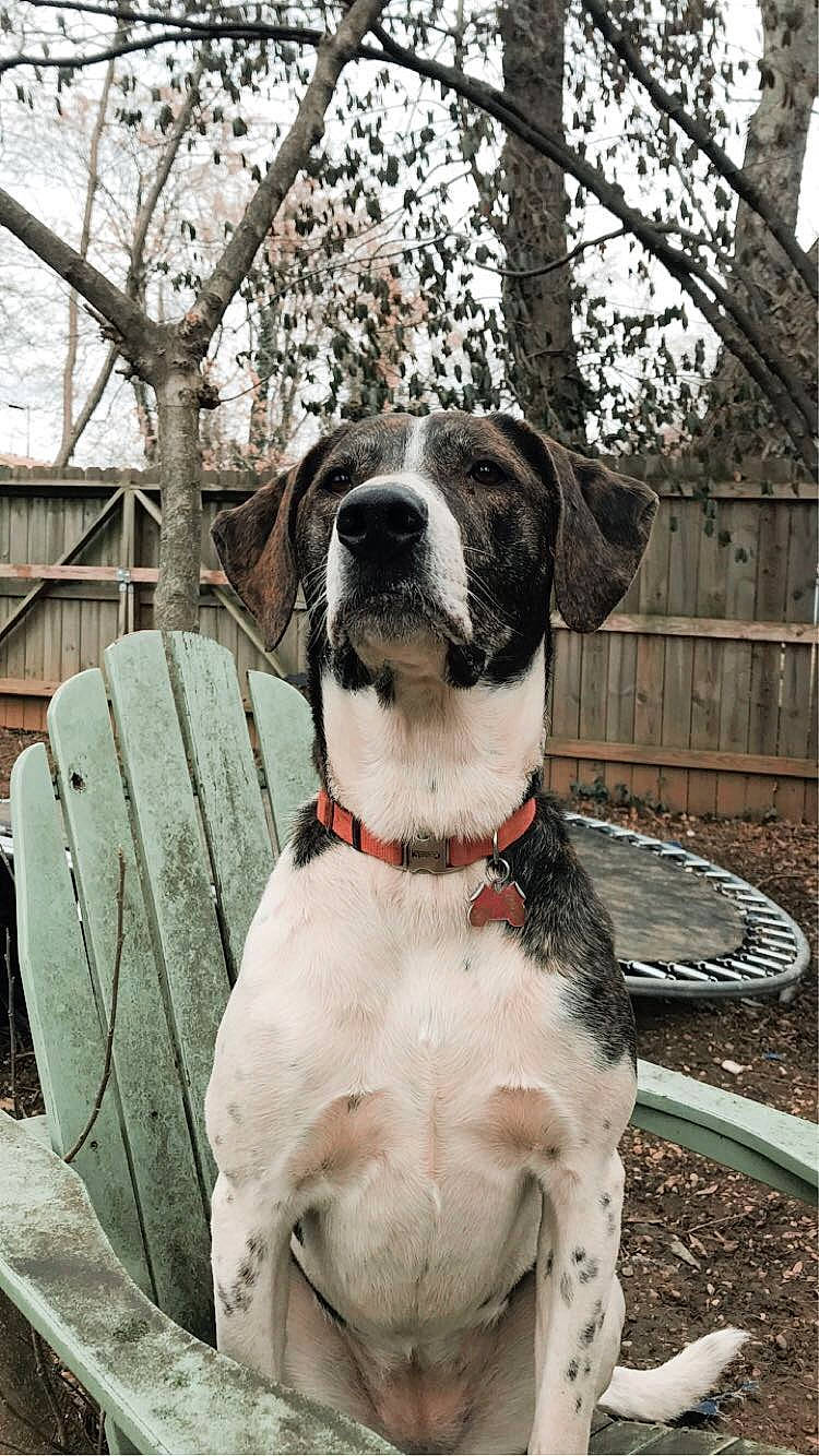 Luci is registered to the contest to win money with this photo: canidae, carnivore, dog, dog_breed, hunting_dog, louisiana_catahoula_leopard_dog, mammal, pointer, rare_breed_dog, snout, sporting_group, treeing_walker_coonhound, vertebrate