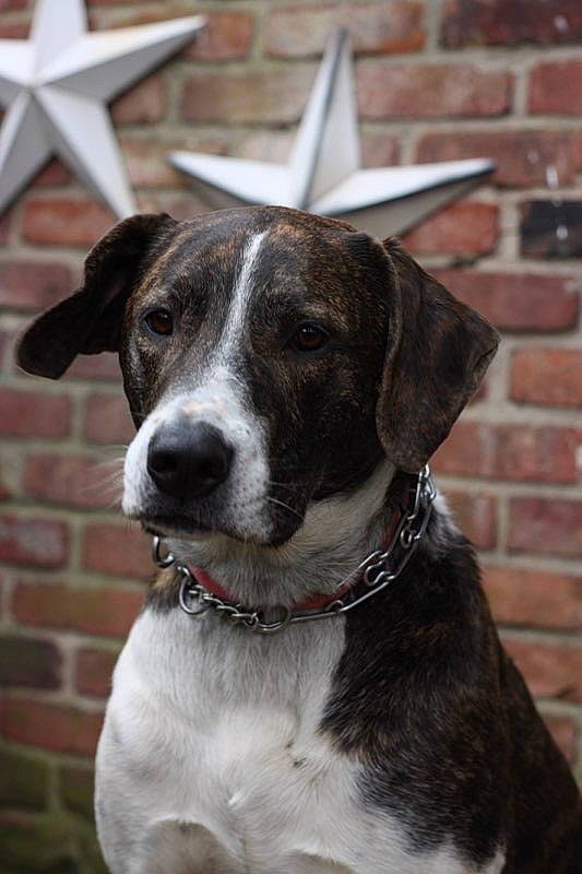 Luci joined the competition — help win amazing prizes! canidae, carnivore, dog, dog_breed, eurohound, hunting_dog, mammal, mountain_cur, pointer, rafeiro_do_alentejo, rare_breed_dog, snout, sporting_group, vertebrate, whiskers