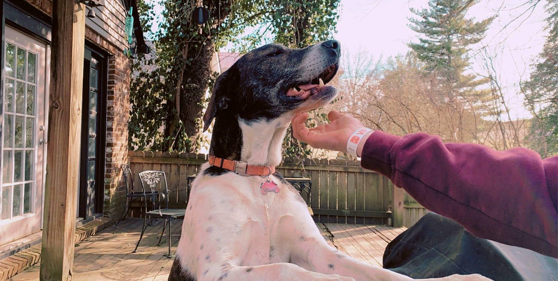 Luci joined the competition — help win amazing prizes! canidae, carnivore, companion_dog, dog, dog_breed, giant_dog_breed, great_dane, guard_dog, hunting_dog, mammal, non_sporting_group, pointer, sporting_group, vertebrate