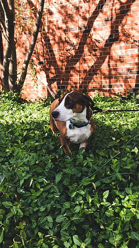 Charlie is registered to the contest to win money with this photo: canidae, carnivore, coonhound, danish_swedish_farmdog, dog, dog_breed, fawn, grass, hunting_dog, mammal, puppy, serbian_tricolour_hound, sporting_group, treeing_feist, treeing_walker_coonhound