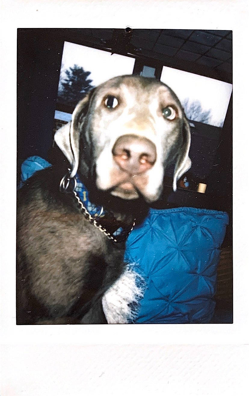Hopper joined the competition — help win amazing prizes! canidae, carnivore, dog, dog_breed, fawn, labrador_retriever, nose, pointing_breed, puppy, retriever, selfie, snout, sporting_group, vizsla, weimaraner
