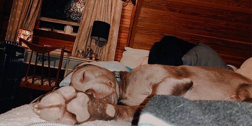 Hopper joined the competition — help win amazing prizes! canidae, carnivore, companion_dog, dog, dog_breed, fawn, puppy, sporting_group, vizsla, weimaraner