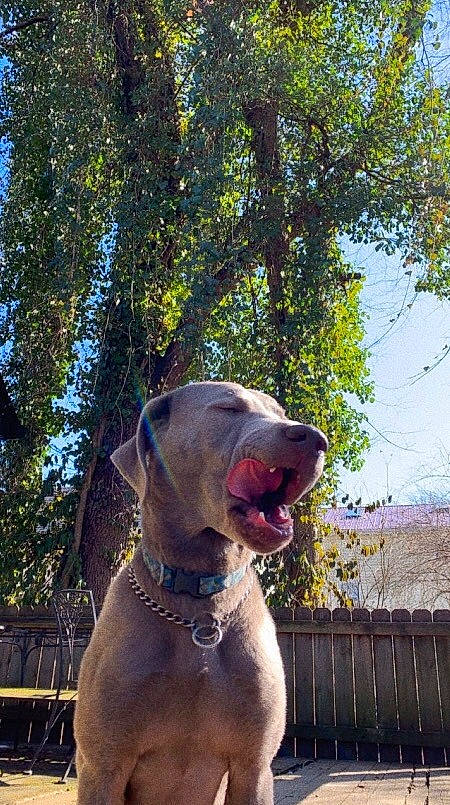 Hopper joined the competition — help win amazing prizes! american_pit_bull_terrier, bully_kutta, canidae, carnivore, dog, dog_breed, fawn, great_dane, guard_dog, mammal, non_sporting_group, pit_bull, pointing_breed, snout, sporting_group, vertebrate, weimaraner