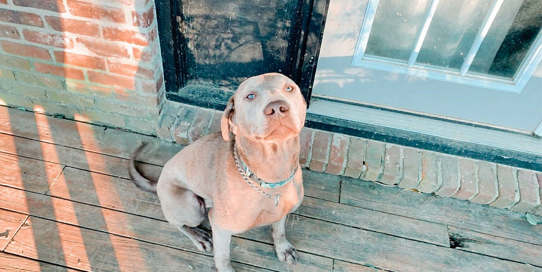 Hopper is registered to the contest to win money with this photo: canidae, carnivore, dog, dog_breed, fawn, mammal, pit_bull, pointer, pointing_breed, snout, sporting_group, vertebrate, vizsla, weimaraner