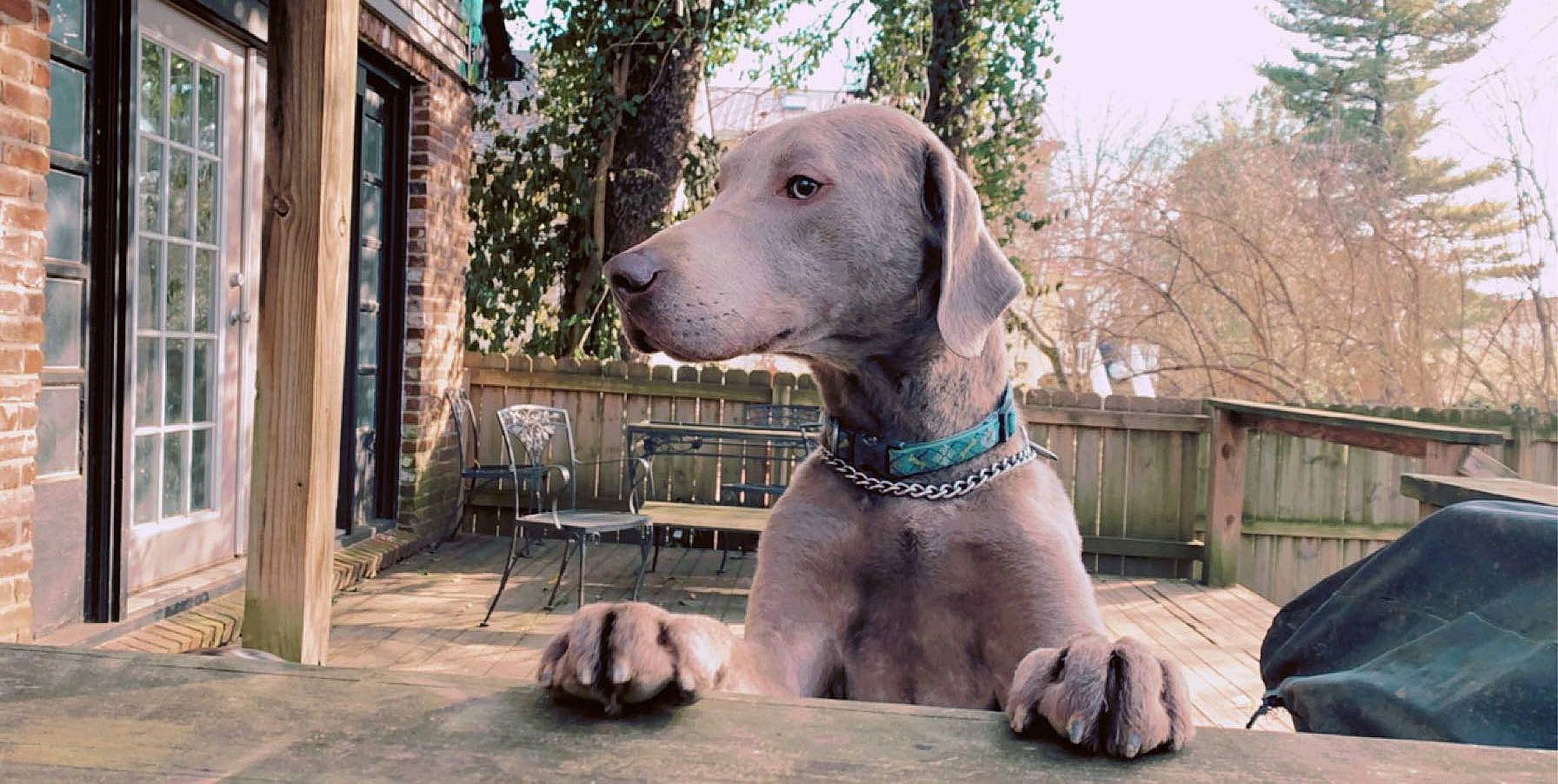 Hopper joined the competition — help win amazing prizes! blue_lacy, canidae, carnivore, companion_dog, dog, dog_breed, fawn, mammal, pointing_breed, snout, sporting_group, vertebrate, weimaraner