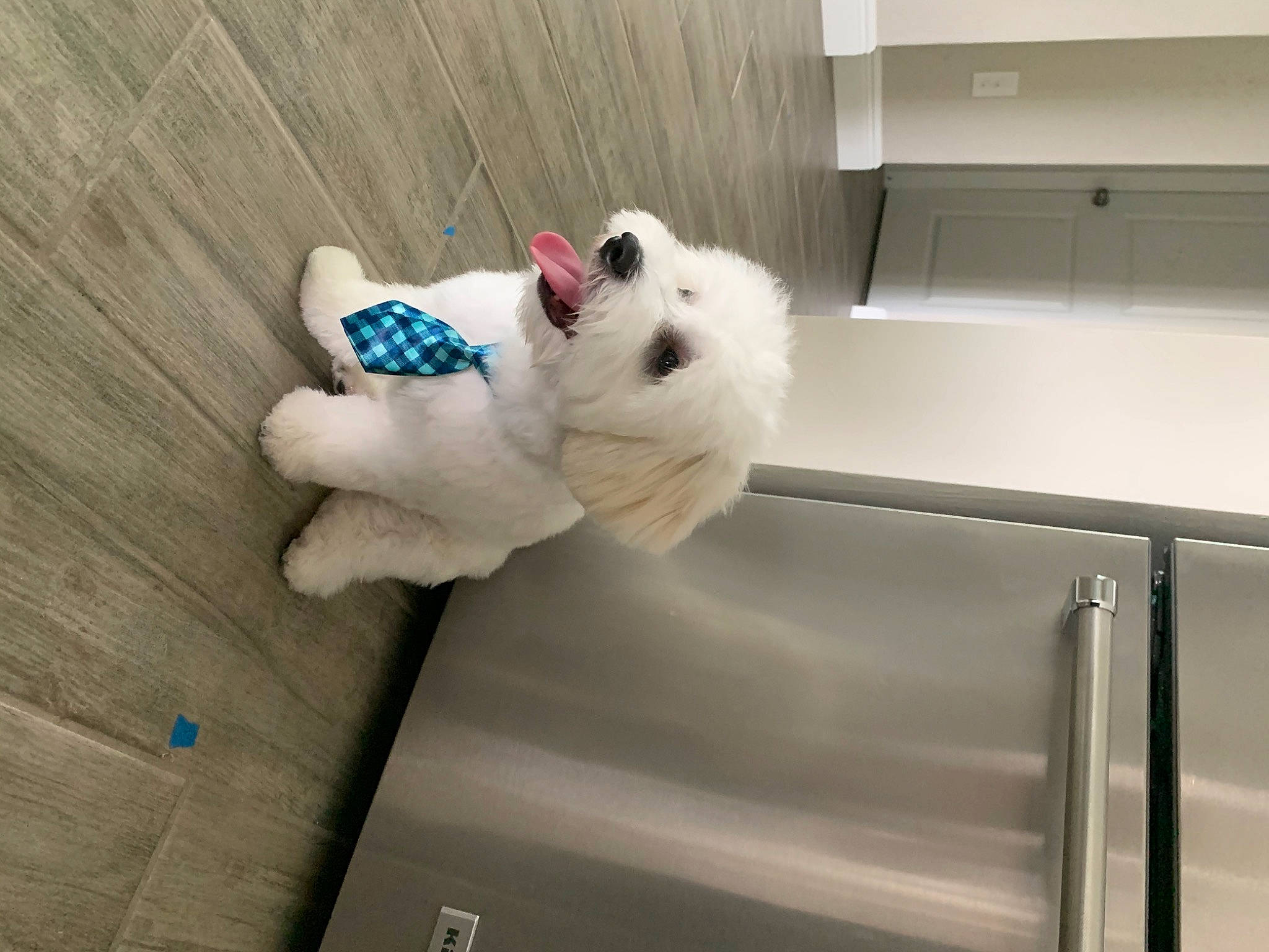 Apollo joined the competition — help win amazing prizes! carnivore, comfort, companion_dog, felidae, flooring, fur, grey, hardwood, paw, plush, room, small_to_medium_sized_cats, snout, stuffed_toy, tail, teddy_bear, textile, toy, whiskers, wood