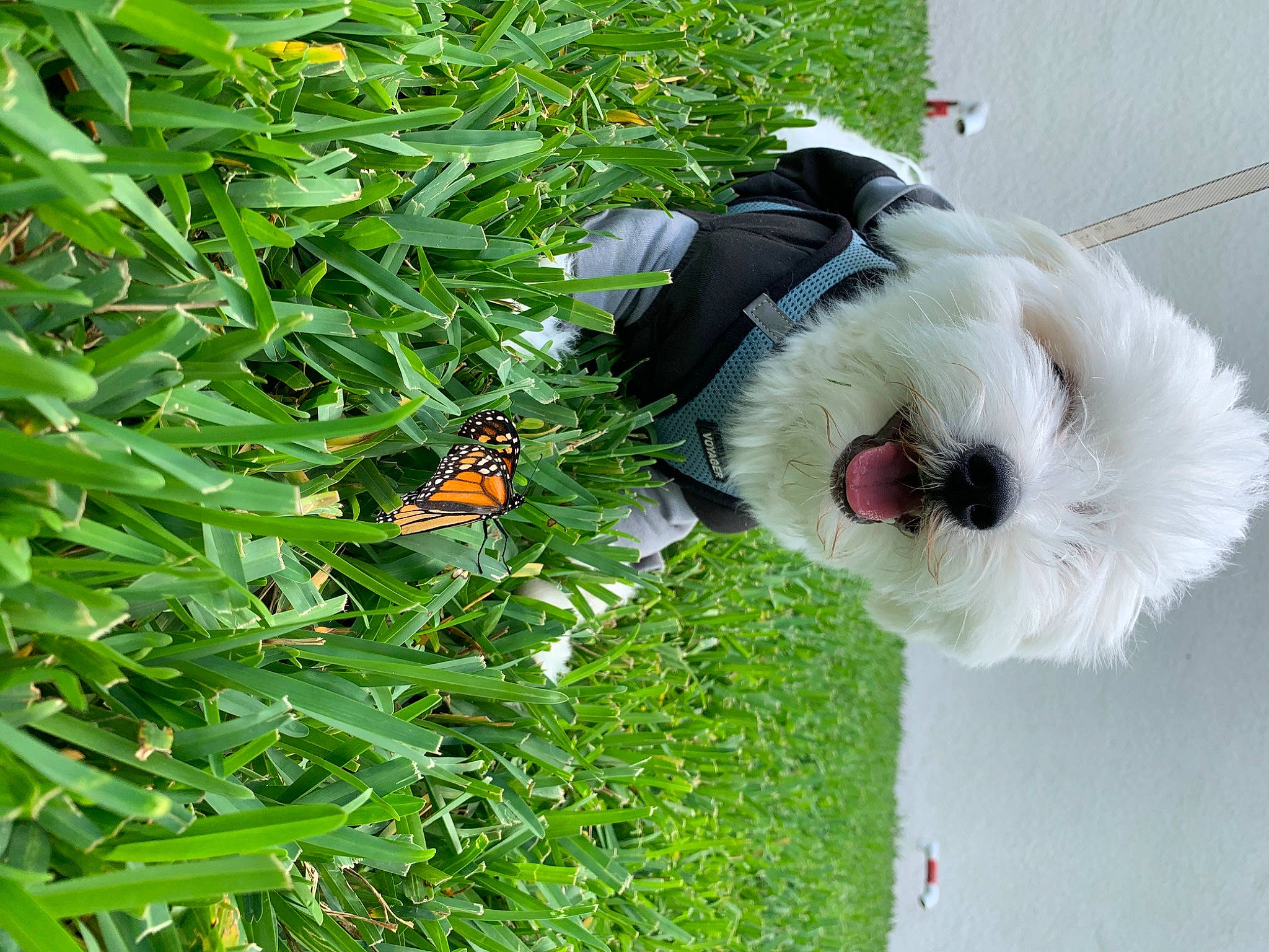 Apollo is registered to the contest to win money with this photo: arthropod, botany, butterfly, cut_flowers, floral_design, flower, flowering_plant, grass, herb, insect, moths_and_butterflies, pattern, people_in_nature, petal, plant, pollinator, shrub, terrestrial_plant, toy, wing