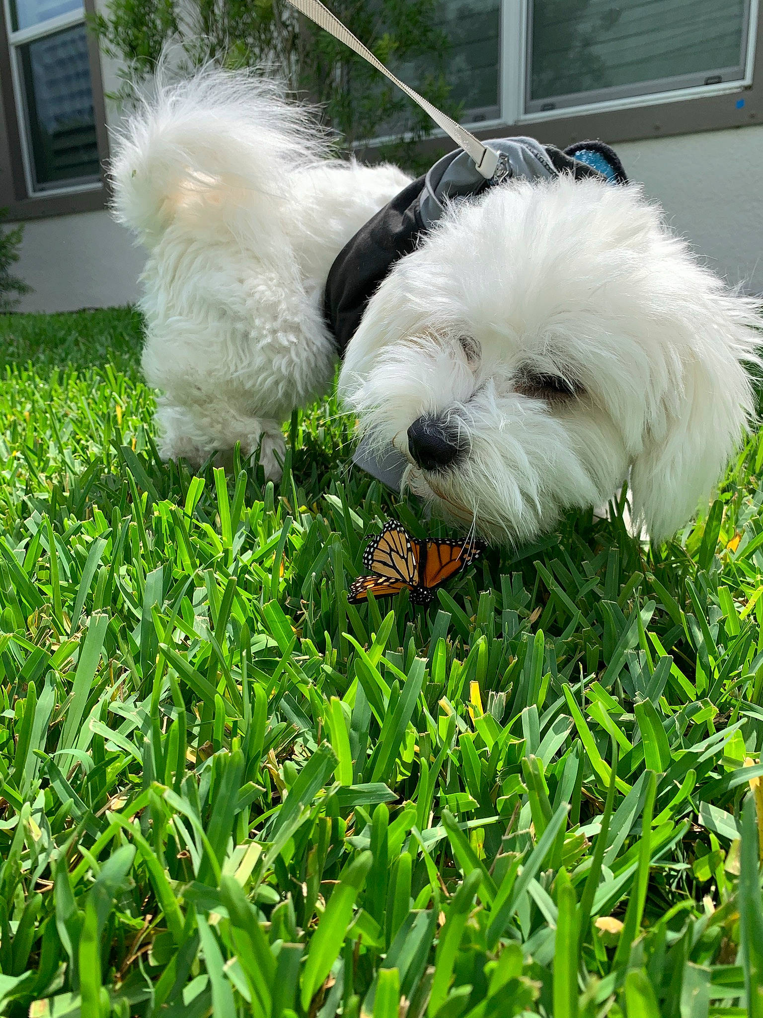Apollo is registered to the contest to win money with this photo: canidae, carnivore, companion_dog, dog, dog_breed, dog_supply, grass, green, groundcover, plant, shih_poo, shrub, small_terrier, snout, sporting_group, terrier, toy_dog, tree, window, working_animal