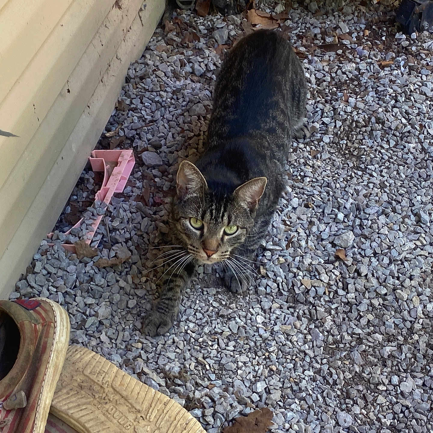 Milo is registered to the contest to win money with this photo: alert, animal, cat, closeup, curious, daylight, feline, gravel, green_eyes, mat, nature, outdoor, pavement, pet, shoe, sidewalk, tabby, walking, wall, whiskers