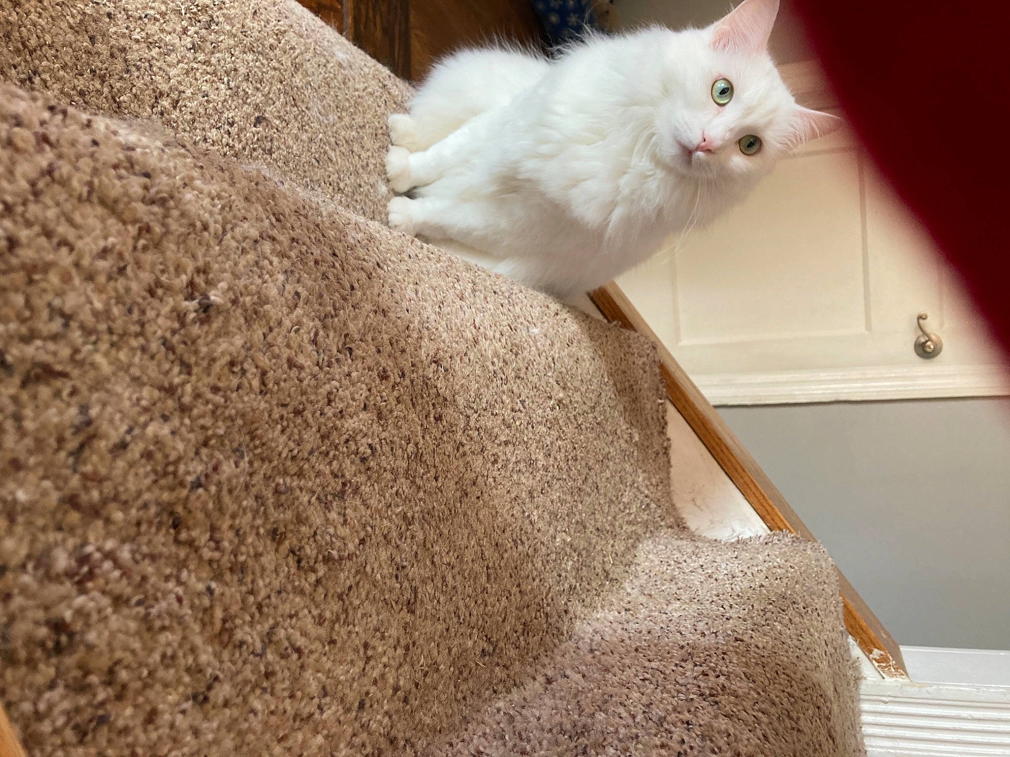 Hedwig is registered to the contest to win money with this photo: carnivore, cat, felidae, fur, khao_manee, small_to_medium_sized_cats, tail, turkish_angora, whiskers