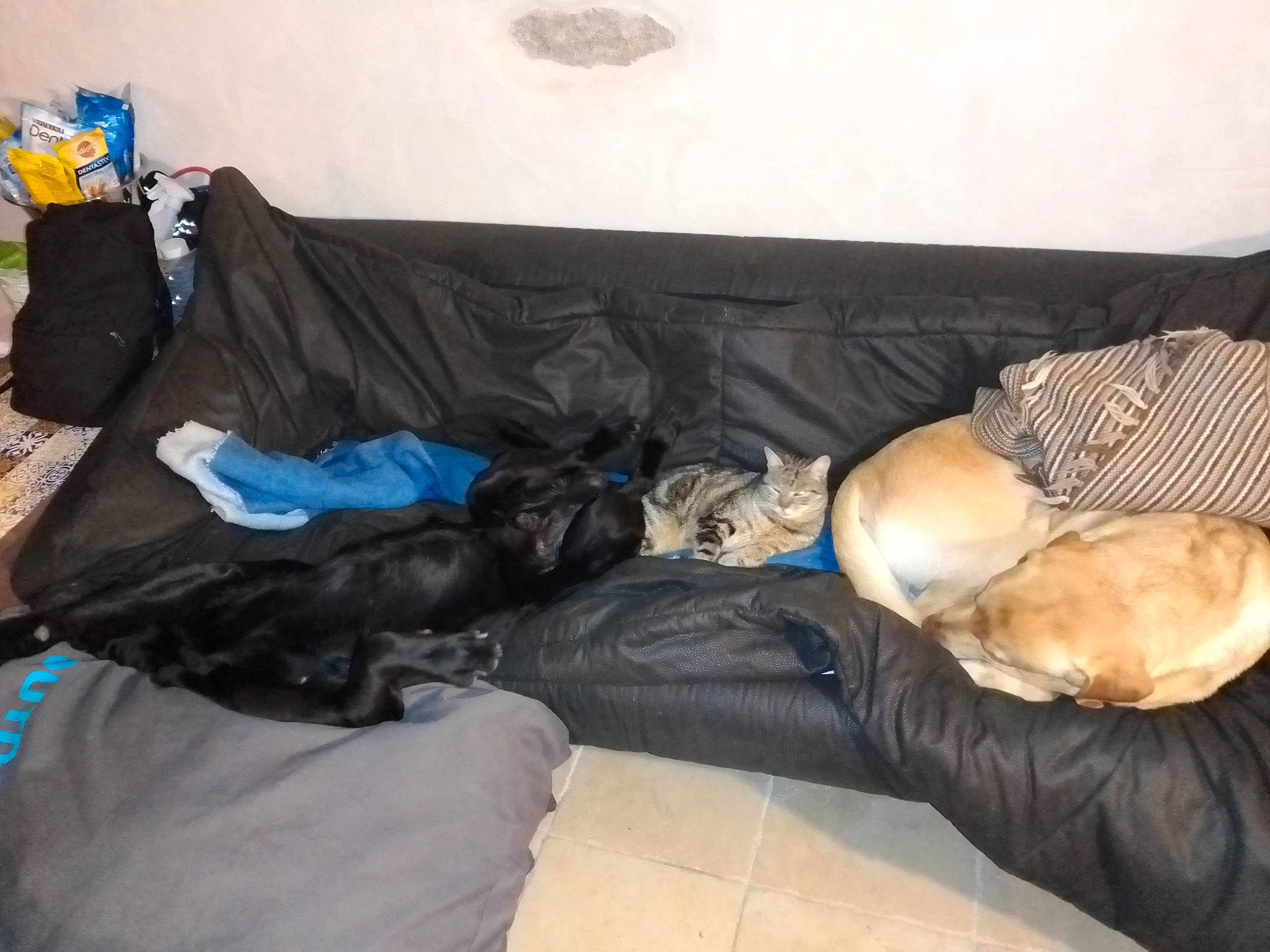 Olive a rejoint le concours — aidez-le/la à gagner de superbes lots ! canidae, carnivore, comfort, companion_dog, dog_breed, furniture, nap, puppy, room, sleep, sporting_group