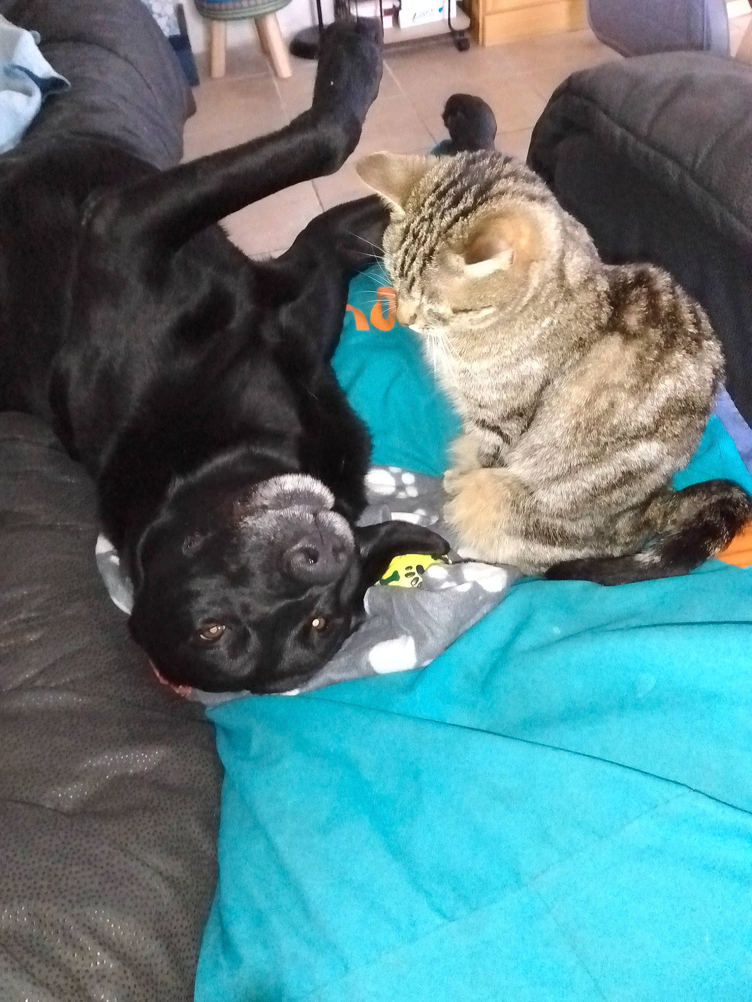 Olive a rejoint le concours — aidez-le/la à gagner de superbes lots ! cane_corso, canidae, carnivore, cat, companion_dog, dog, dog_breed, fawn, french_bulldog, guard_dog, non_sporting_group, puppy, sleep, sporting_group