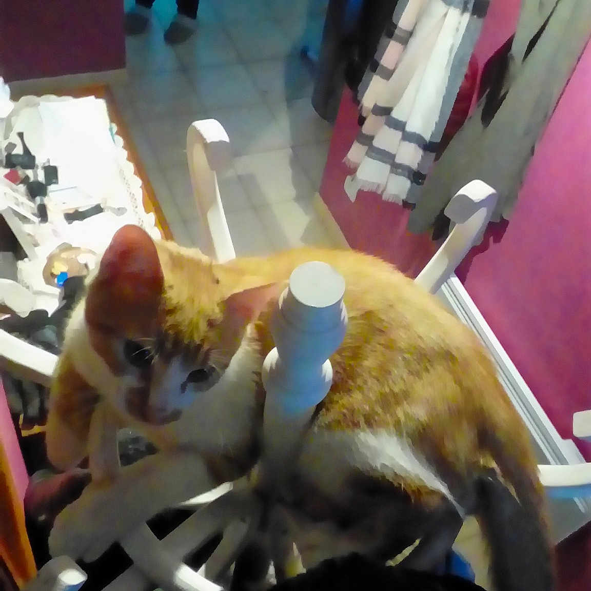 Simba participe au concours pour gagner de l'argent avec cette photo : carnivore, cat, fawn, felidae, kitten, singapura, small_to_medium_sized_cats, whiskers