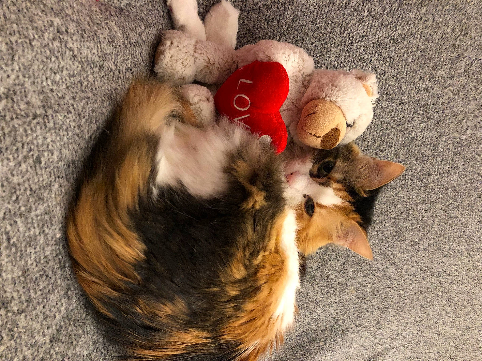 Lily a rejoint le concours — aidez-le/la à gagner de superbes lots ! canidae, carnivore, claw, comfort, companion_dog, dog, dog_breed, dog_supply, fawn, felidae, fur, paw, pomeranian, small_to_medium_sized_cats, spitz, sporting_group, tail, toy_dog, whiskers, wood