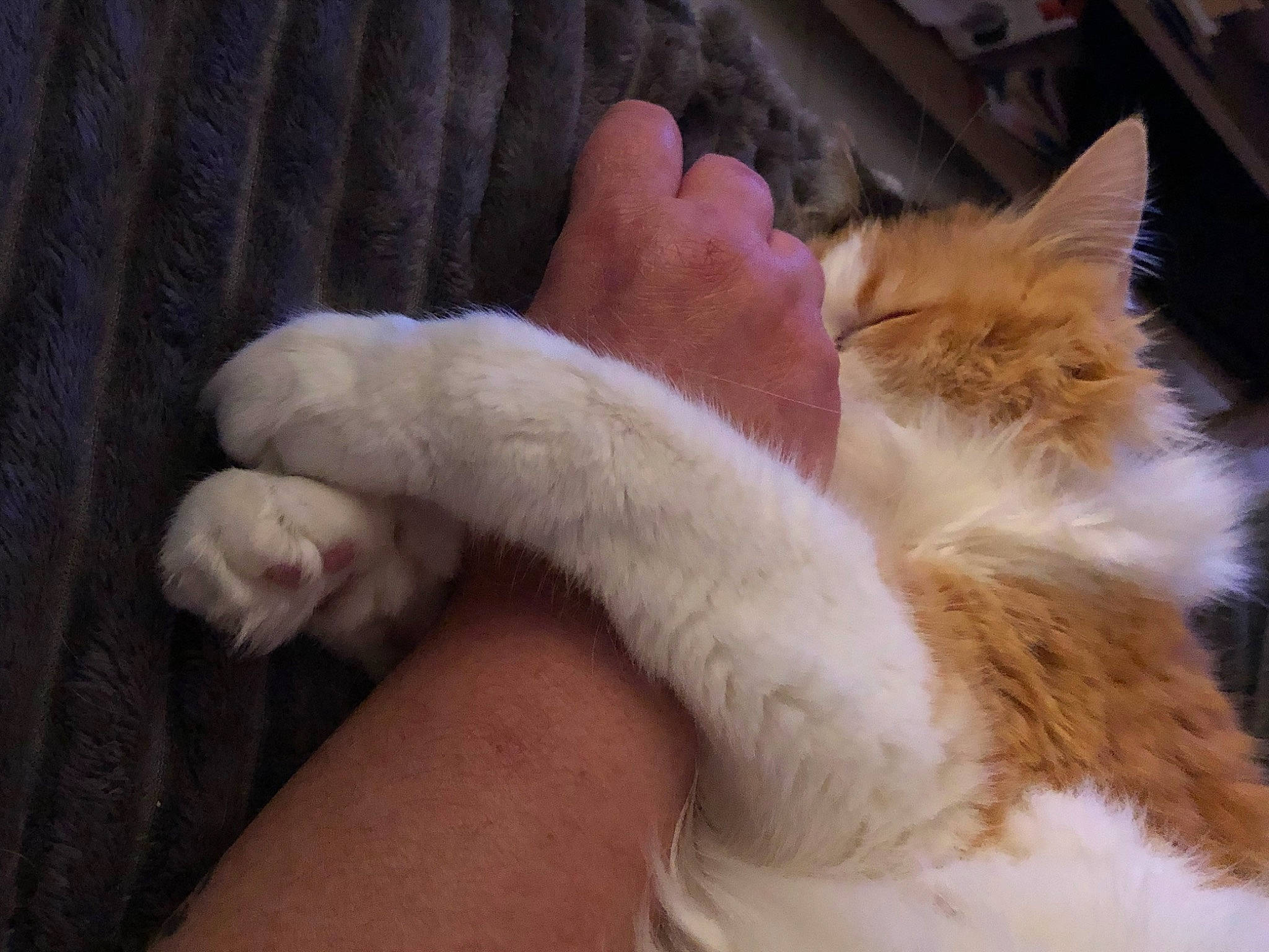 Lily participe au concours pour gagner de l'argent avec cette photo : barefoot, carnivore, cat, claw, comfort, domestic_short_haired_cat, fawn, felidae, foot, fur, gesture, human_leg, lap, nail, paw, small_to_medium_sized_cats, snout, tail, toe, whiskers