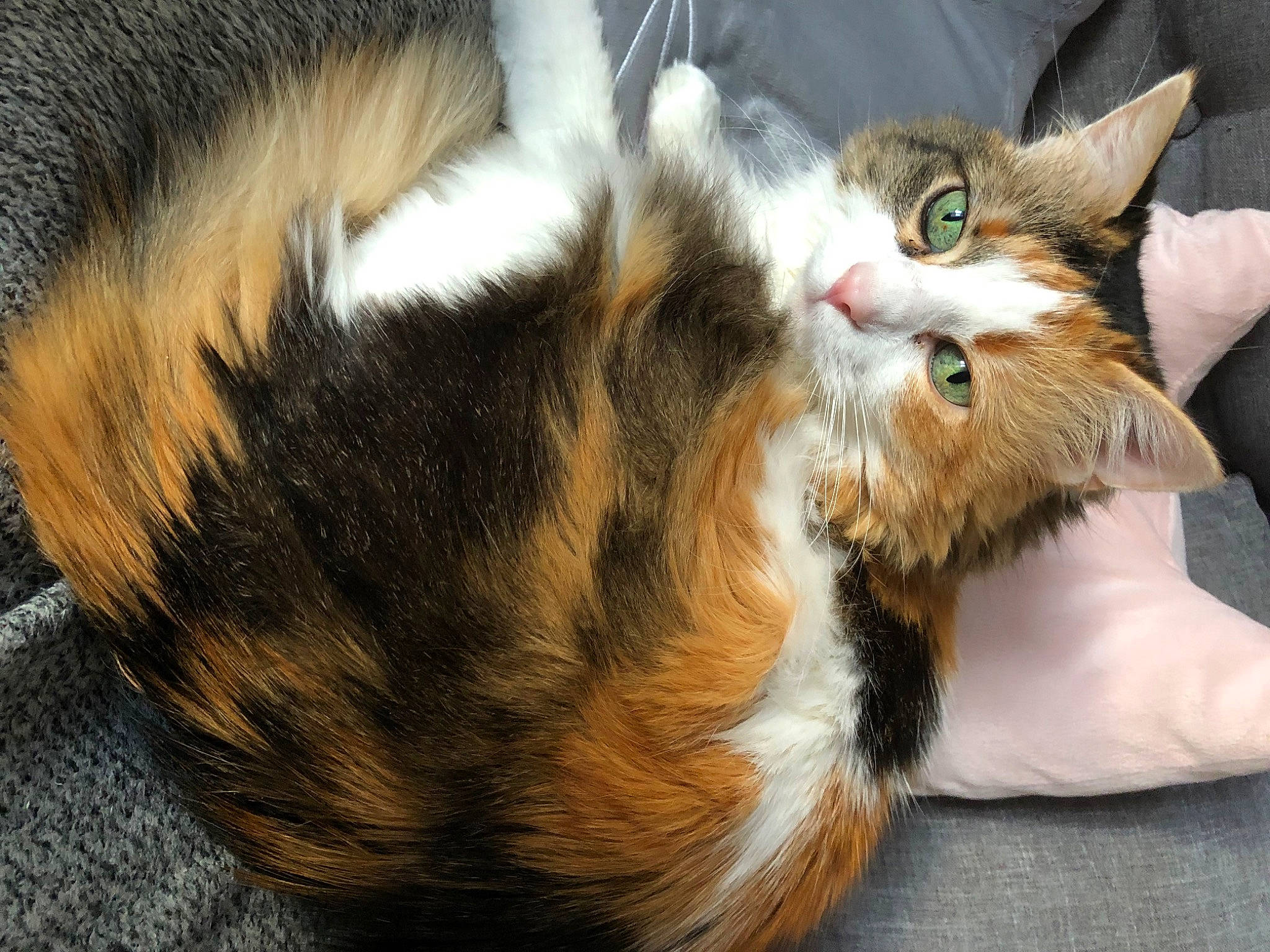 Lily a rejoint le concours — aidez-le/la à gagner de superbes lots ! carnivore, cat, claw, comfort, domestic_short_haired_cat, ear, fawn, felidae, foot, fur, grass, nap, paw, small_to_medium_sized_cats, snout, tail, terrestrial_animal, whiskers, wildlife, yawn