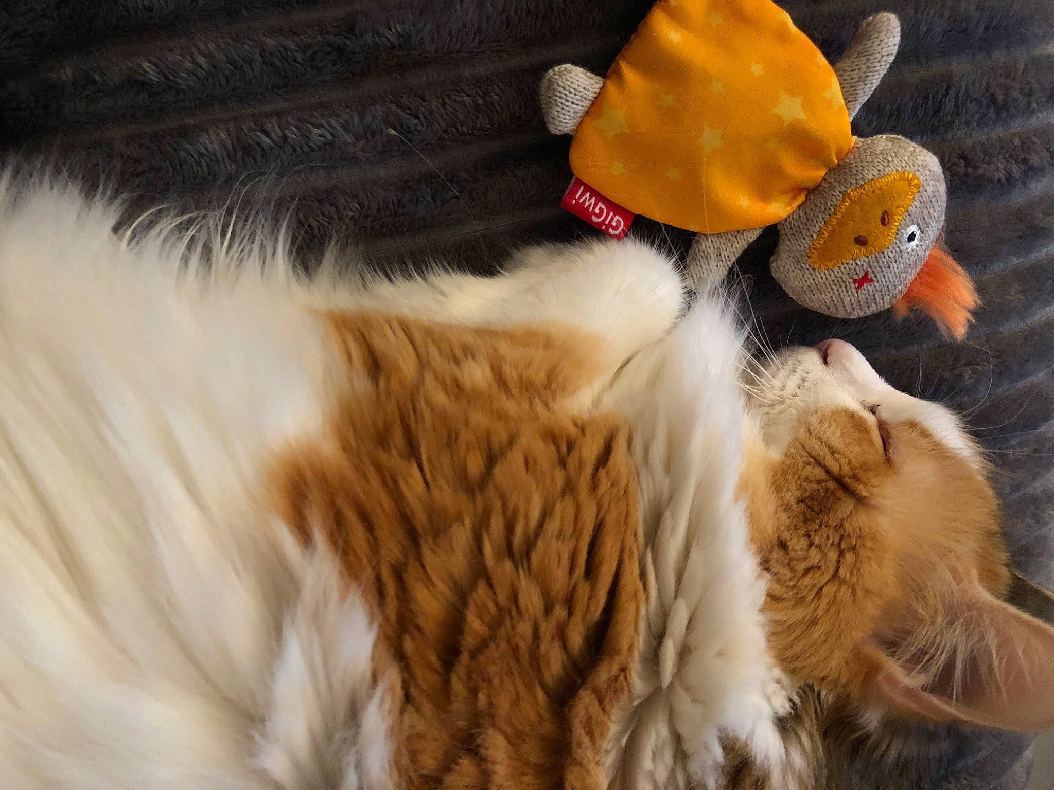 Lily participe au concours pour gagner de l'argent avec cette photo : beanie, cap, close_up, costume_hat, fashion_accessory, fawn, felidae, fur, hat, headgear, knit_cap, plush, small_to_medium_sized_cats, stuffed_toy, tail, toy, tree, whiskers, wool, woolen