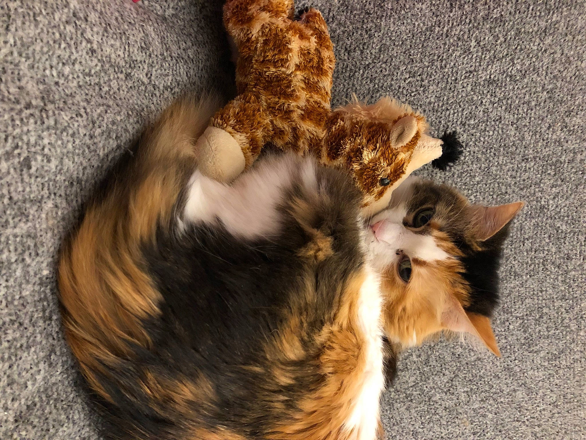 Lily a rejoint le concours — aidez-le/la à gagner de superbes lots ! canidae, carnivore, cat, claw, companion_dog, dog_breed, domestic_short_haired_cat, fawn, felidae, fur, liver, natural_material, paw, small_to_medium_sized_cats, snout, sporting_group, tail, terrestrial_animal, whiskers, wood