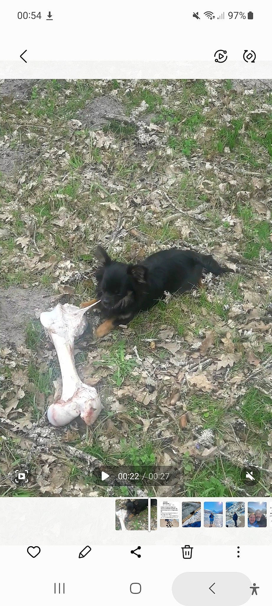 Guess a rejoint le concours — aidez-le/la à gagner de superbes lots ! canidae, dog, dog_breed, font, grass, groundcover, plant, soil, tail, terrestrial_animal, working_animal