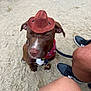 dog, brown_dog, cowboy_hat, red_bandana, sand, outdoor, pet, canine, sitting, closed_eyes, leash, human_leg, shoe, casual, cute, animal, portrait, funny_hat, companion, relaxed