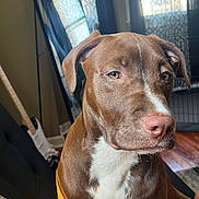 Luna is registered to the contest to win money with this photo: dog, brown_dog, white_chest, indoor, chair, sunlight, mirror, guitar, curtains, wood_floor, pet, animal, portrait, seated, close_up, furniture, window, relaxed, home, domestic