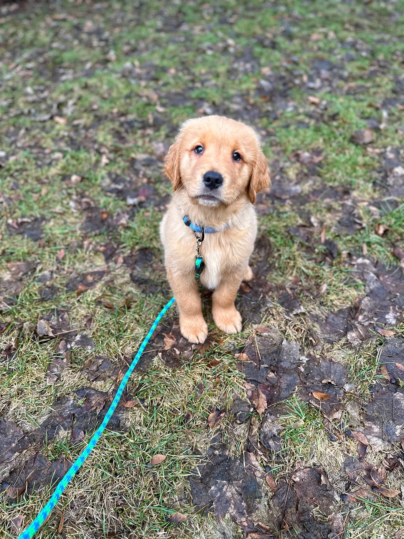 Archie is registered to the contest to win money with this photo: adventure, ball, canidae, carnivore, companion_dog, dog, dog_breed, fawn, garden_hose, grass, leash, plant, retriever, snout, soil, sporting_group, tail, walking, wood, working_animal