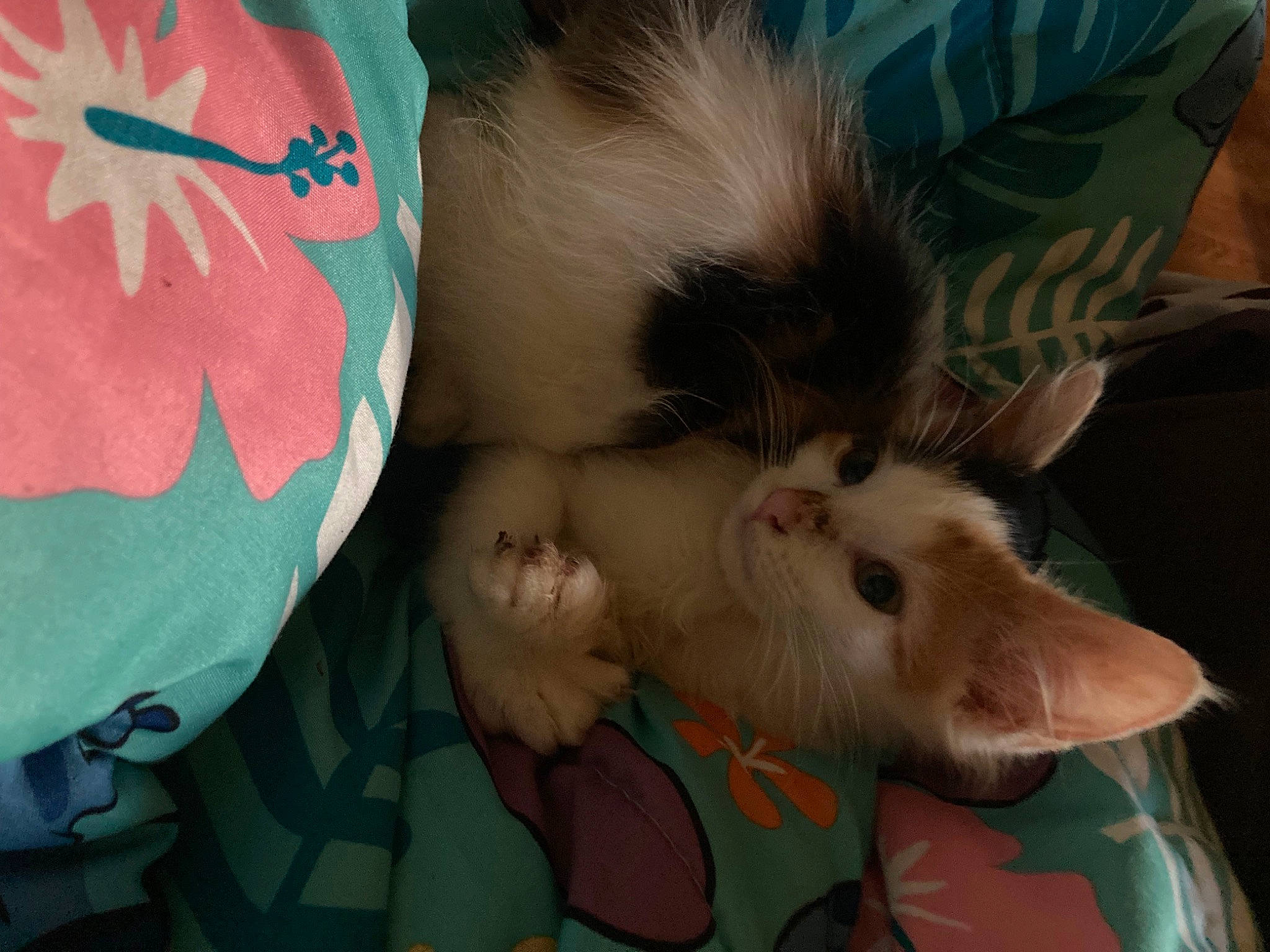 Prim Rose is registered to the contest to win money with this photo: canidae, carnivore, cat, comfort, companion_dog, dog_breed, eyelash, fashion_accessory, fawn, felidae, fur, mammal, pattern, puppy, small_to_medium_sized_cats, snout, tail, vertebrate, visual_arts, whiskers