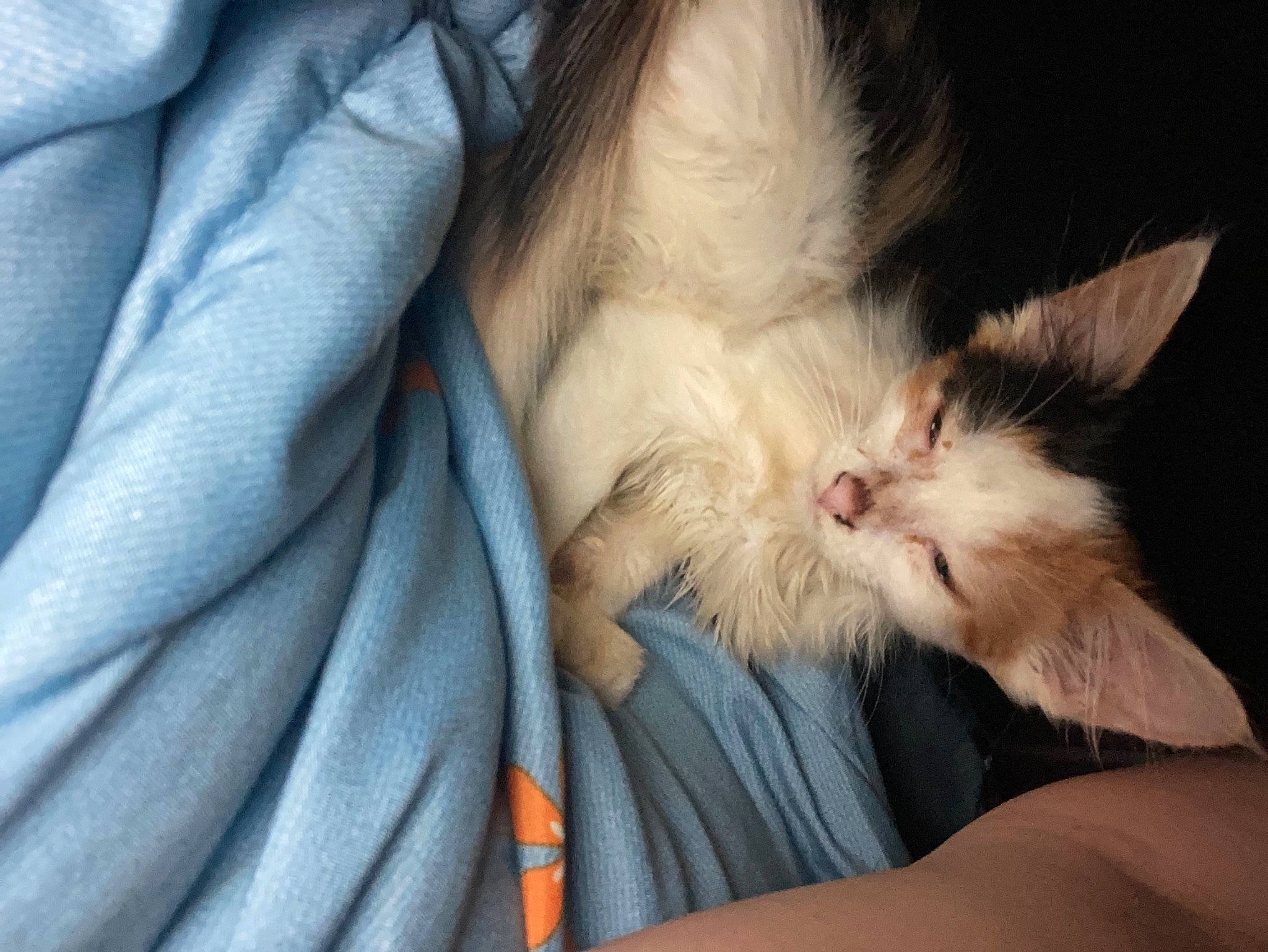 Prim Rose joined the competition — help win amazing prizes! beard, carnivore, cat, claw, comfort, domestic_short_haired_cat, electric_blue, fawn, felidae, finger, foot, fur, gesture, human_leg, lap, nail, paw, small_to_medium_sized_cats, tail, whiskers