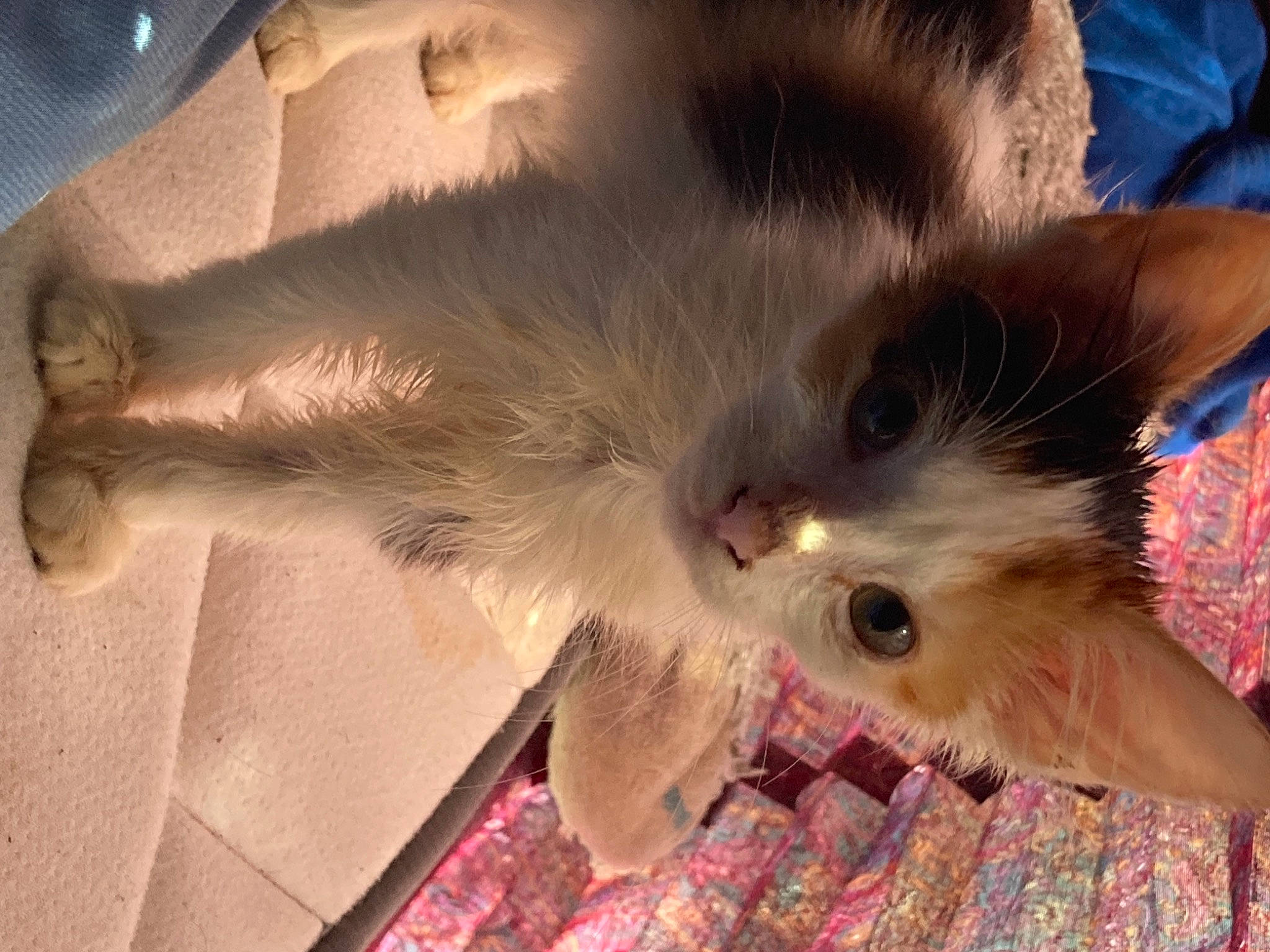 Prim Rose joined the competition — help win amazing prizes! carnivore, cat, claw, cloud, comfort, domestic_short_haired_cat, ear, fawn, felidae, fur, gesture, nap, paw, photo_caption, plant, small_to_medium_sized_cats, snout, tail, whiskers