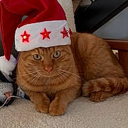 Simba a rejoint le concours — aidez-le/la à gagner de superbes lots ! animal, cat, cozy, cute, ears, feline, festive, ginger_cat, holiday, indoor, paws, pet, red, relaxed, santa_hat, soft_surface, stars, tail, whiskers, white
