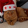 animal, cat, cozy, cute, ears, feline, festive, ginger_cat, holiday, indoor, paws, pet, red, relaxed, santa_hat, soft_surface, stars, tail, whiskers, white