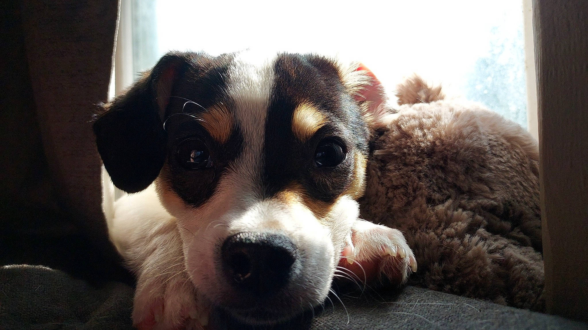 Mika joined the competition — help win amazing prizes! ball, canidae, carnivore, companion_dog, couch, dog, dog_breed, fur, irishjacks, non_sporting_group, paw, puppy_love, snout, sporting_group, street_dog, terrestrial_animal, terrier, toy_dog, whiskers, working_animal