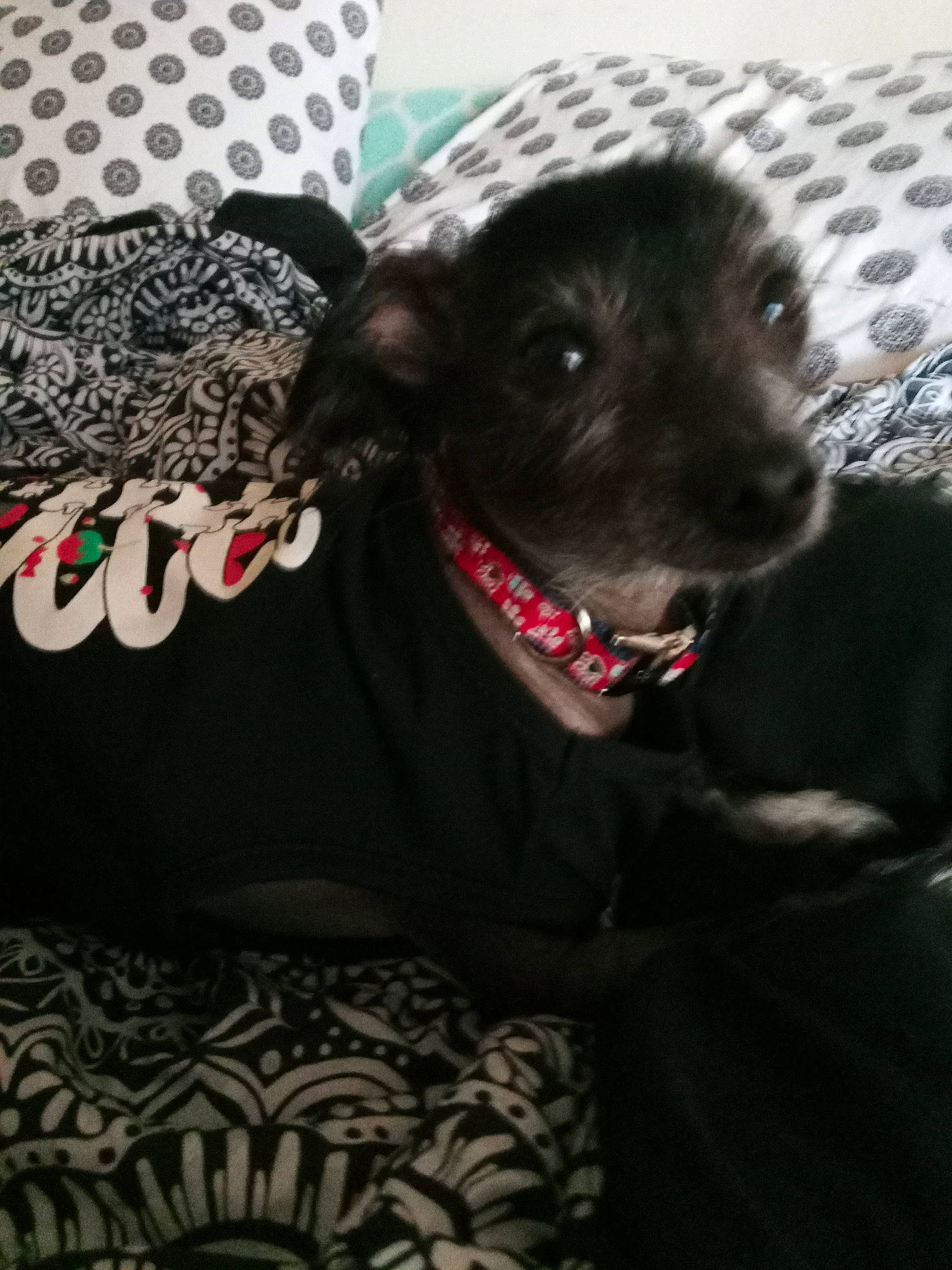 Luna joined the competition — help win amazing prizes! canidae, carnivore, companion_dog, dog, dog_breed, miniature_schnauzer, patterdale_terrier, puppy, schnoodle, snout, sporting_group, terrier