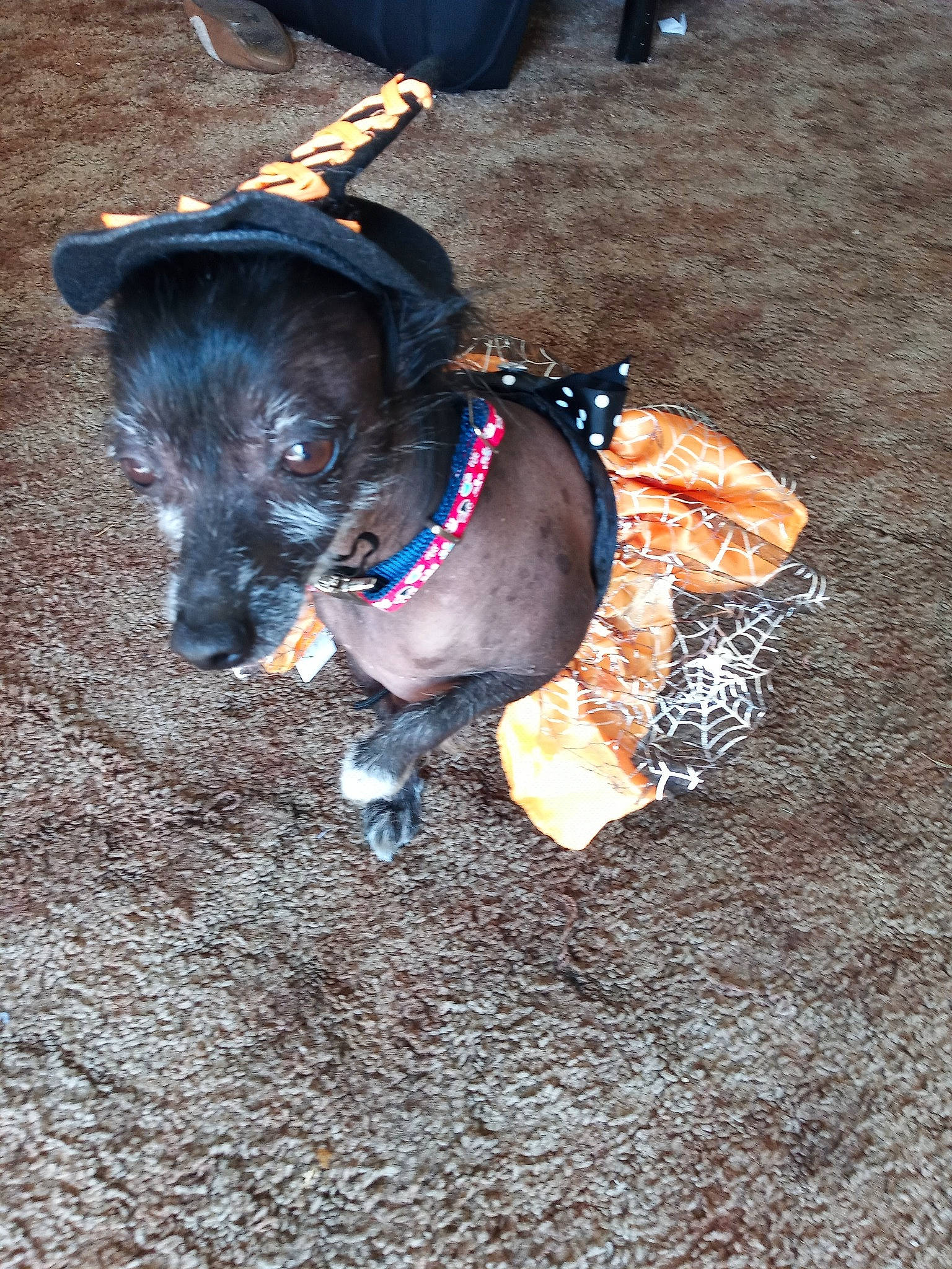 Luna is registered to the contest to win money with this photo: adventure, canidae, carnivore, collar, companion_dog, dog, dog_breed, dog_clothes, dog_collar, fawn, leash, patterdale_terrier, puppy, snout, sporting_group