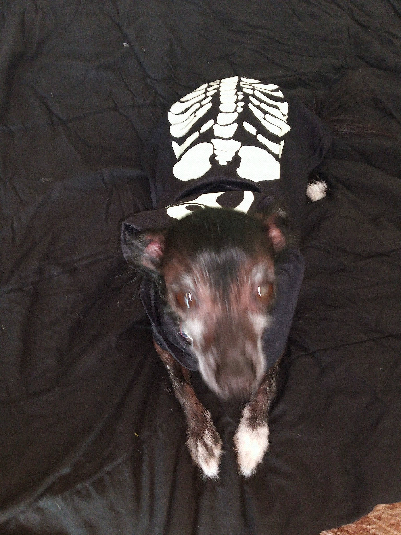 Luna joined the competition — help win amazing prizes! canidae, carnivore, dog, dog_breed, ear, feist, puppy, snout, sporting_group