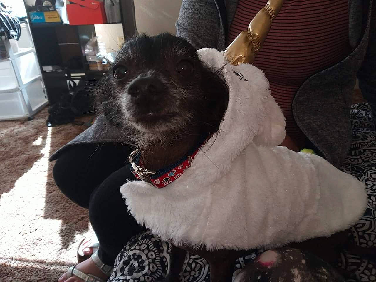Luna joined the competition — help win amazing prizes! canidae, carnivore, companion_dog, dog, dog_breed, fur, mammal, newfoundland, non_sporting_group, poodle, puppy, snout, sporting_group, standard_poodle