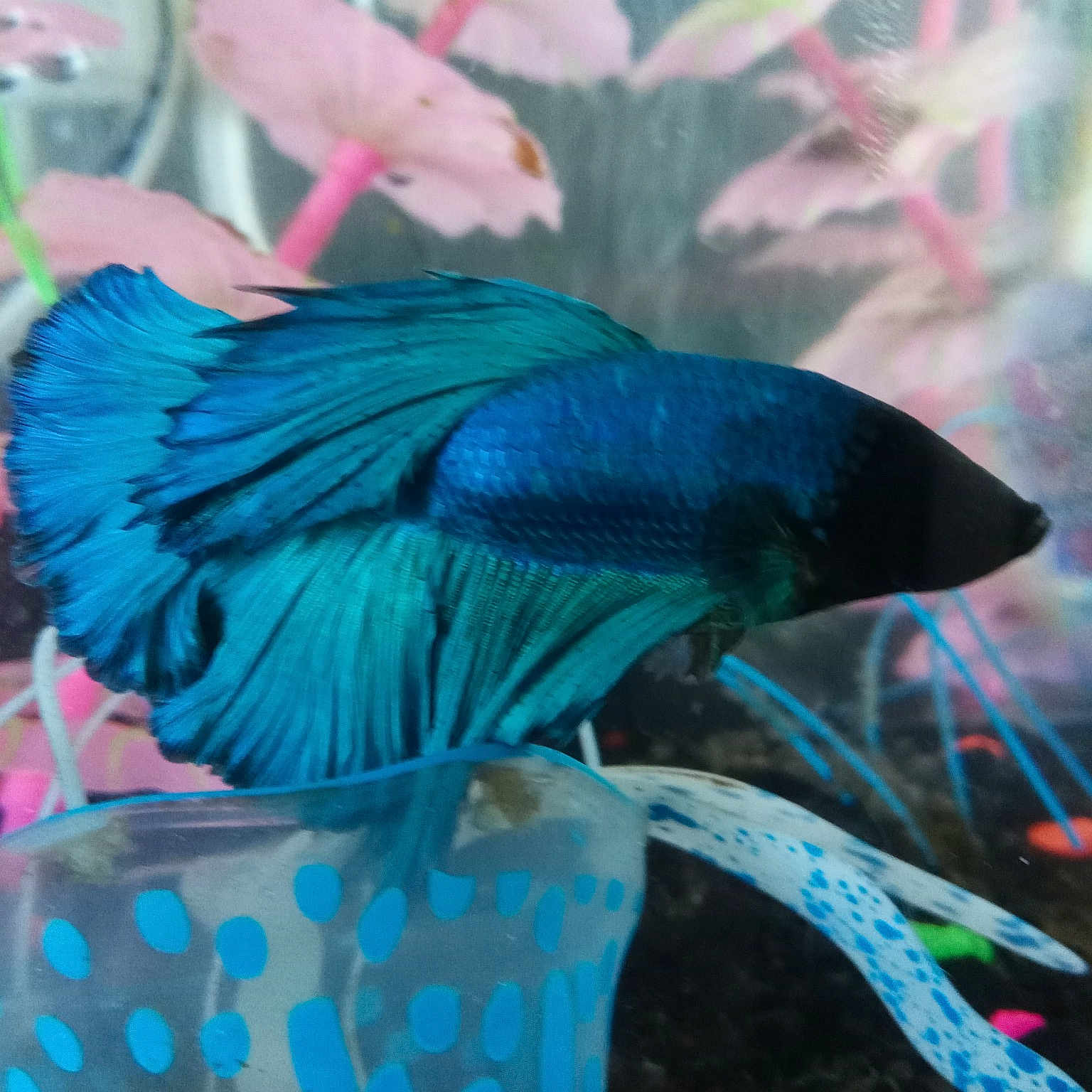 Blu