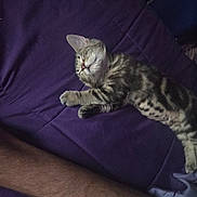 Helena joined the competition — help win amazing prizes! kitten, cat, sleeping, purple_blanket, tabby, pet, animal, cute, resting, feline, paw, fur, indoors, cozy, relaxed, human_arm, bed, comfort, nap, companion
