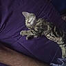 kitten, cat, sleeping, purple_blanket, tabby, pet, animal, cute, resting, feline, paw, fur, indoors, cozy, relaxed, human_arm, bed, comfort, nap, companion
