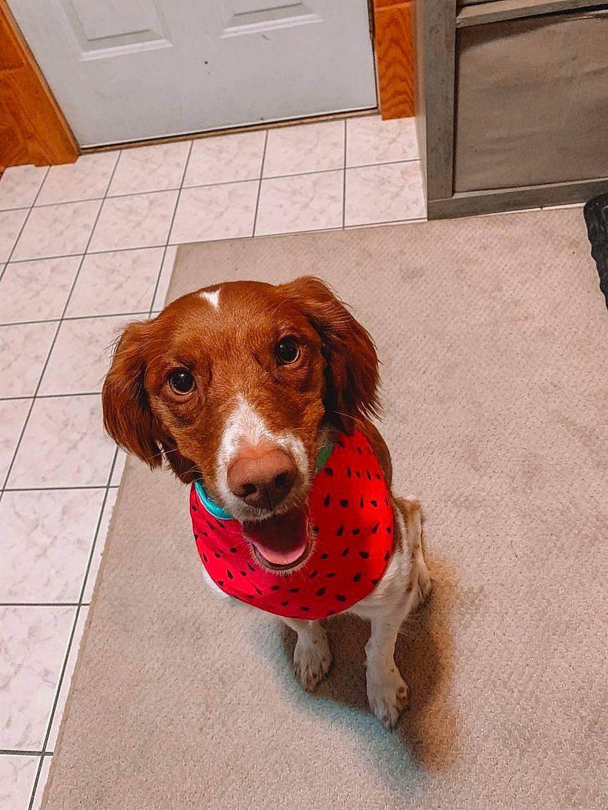 Kacie is registered to the contest to win money with this photo: brown, cabinetry, canidae, carnivore, companion_dog, dog, dog_breed, fawn, flooring, fur, hardwood, hound, liver, pet_supply, snout, sporting_group, toy, whiskers, wood, wood_stain