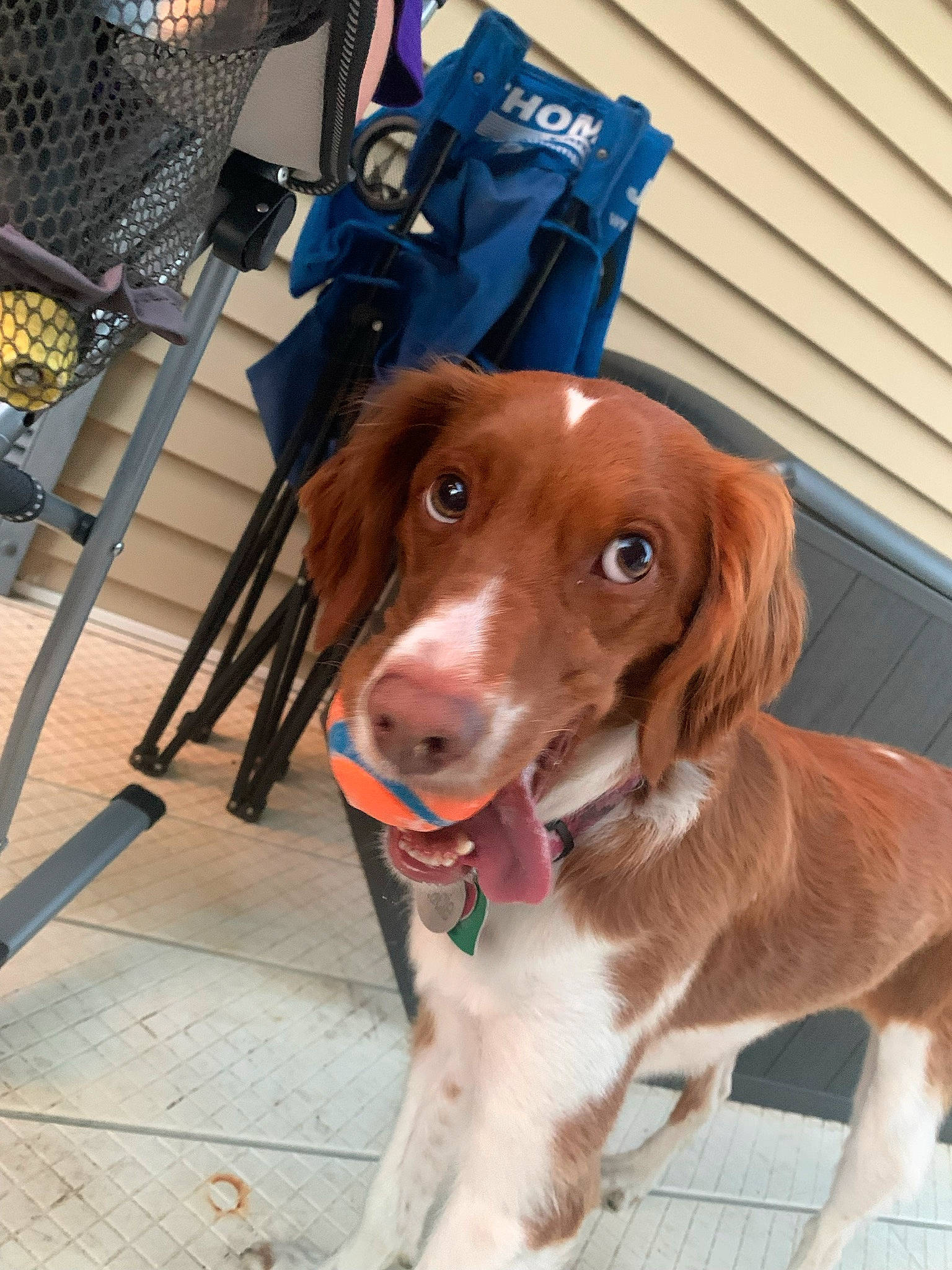 Kacie is registered to the contest to win money with this photo: canidae, carnivore, collar, companion_dog, costume, dog, dog_breed, dog_collar, dog_supply, fashion_accessory, fawn, fur, gun_dog, leash, liver, pet_supply, snout, spaniel, sporting_group, working_animal