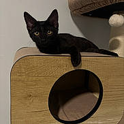 Panther is registered to the contest to win money with this photo: animal, beige, black_cat, cat, cat_furniture, cozy, curious, cute, domestic_cat, feline, hanging_toy, indoor, modern, pet, portrait, relaxed, resting, soft_lighting, wooden_cat_condo, yellow_eyes