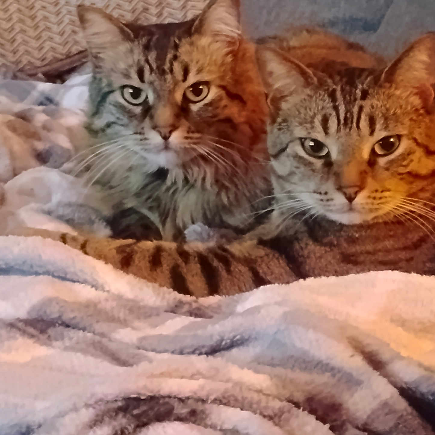 Winnie is registered to the contest to win money with this photo: abyssinian, animal, armchair, blanket, cat, chair, couch, cushion, furniture, homedecor, kitten, linen, manx, ocelot, pet, siamese, towel