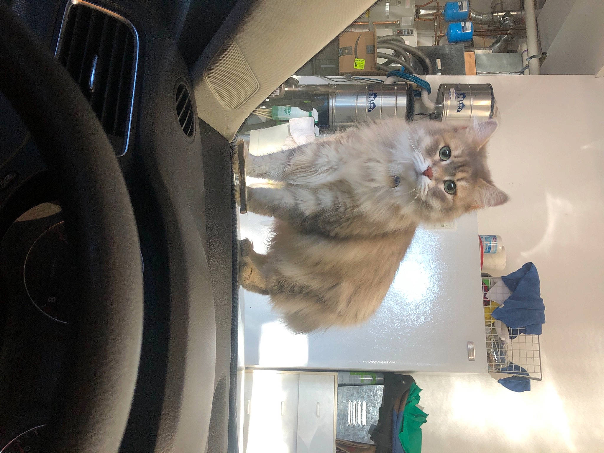 Chelsea is registered to the contest to win money with this photo: automotive_lighting, automotive_tire, carnivore, cat, domestic_short_haired_cat, felidae, fur, machine, major_appliance, motor_vehicle, personal_luxury_car, shelf, small_to_medium_sized_cats, snout, steering_wheel, tire, vehicle, vehicle_door, whiskers, windshield