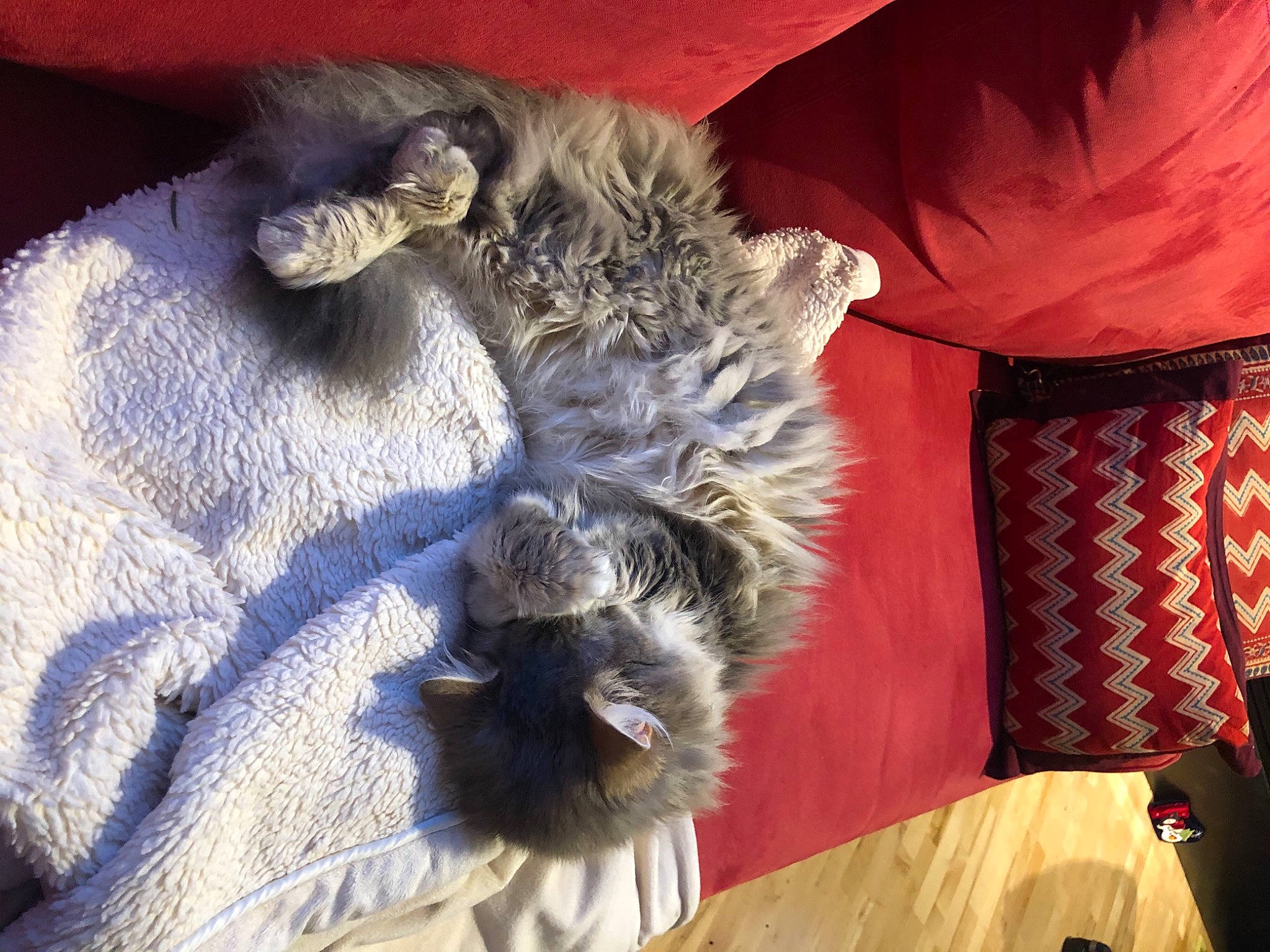 Chelsea joined the competition — help win amazing prizes! canidae, carnivore, comfort, companion_dog, dog, dog_breed, electric_blue, event, felidae, fur, liver, paw, small_terrier, small_to_medium_sized_cats, sporting_group, tail, terrier, toy_dog, whiskers