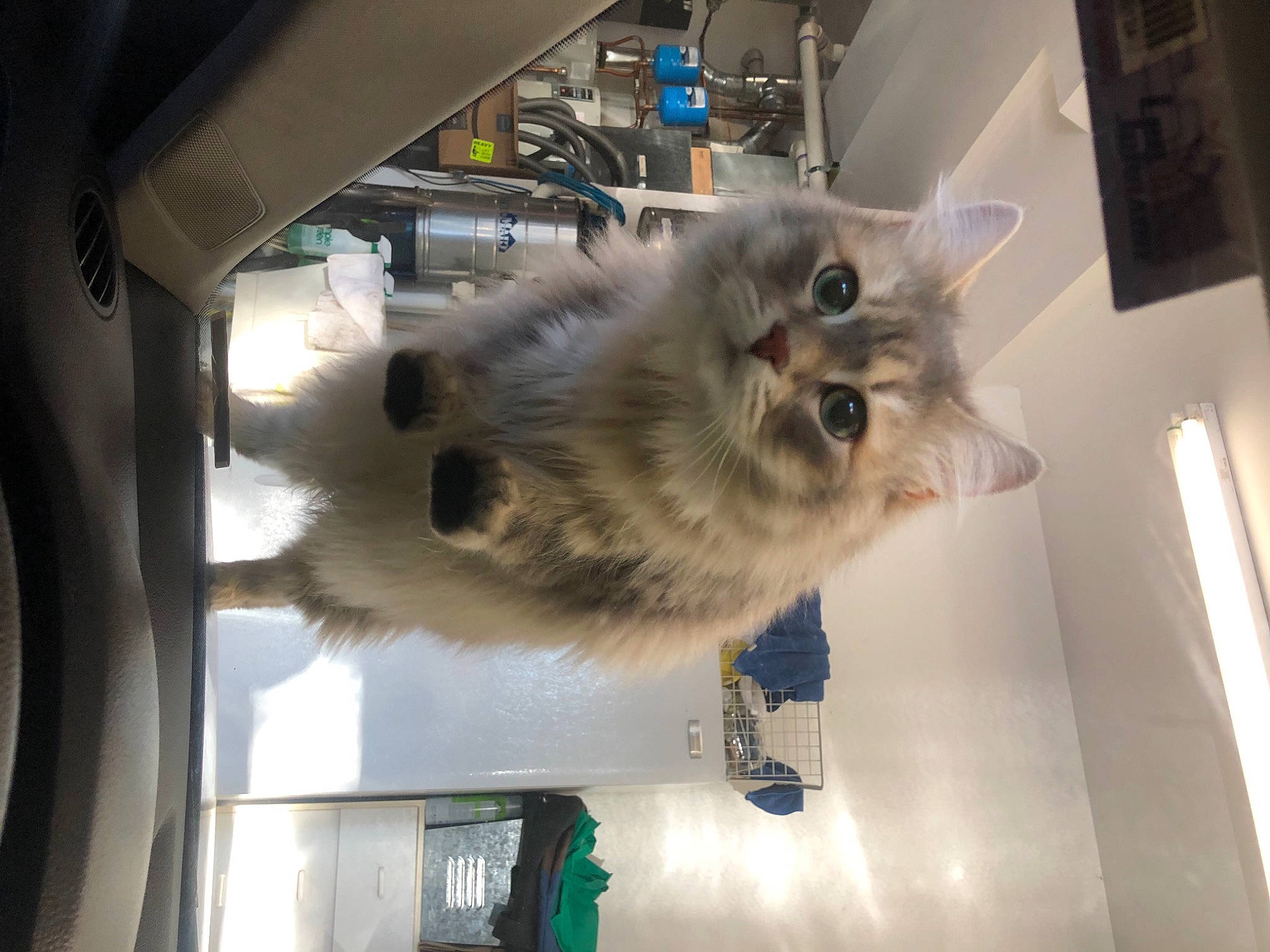 Chelsea joined the competition — help win amazing prizes! birman, canidae, carnivore, cat, companion_dog, dog_breed, fawn, felidae, fur, persian, small_to_medium_sized_cats, snout, sporting_group, tail, toy_dog, whiskers