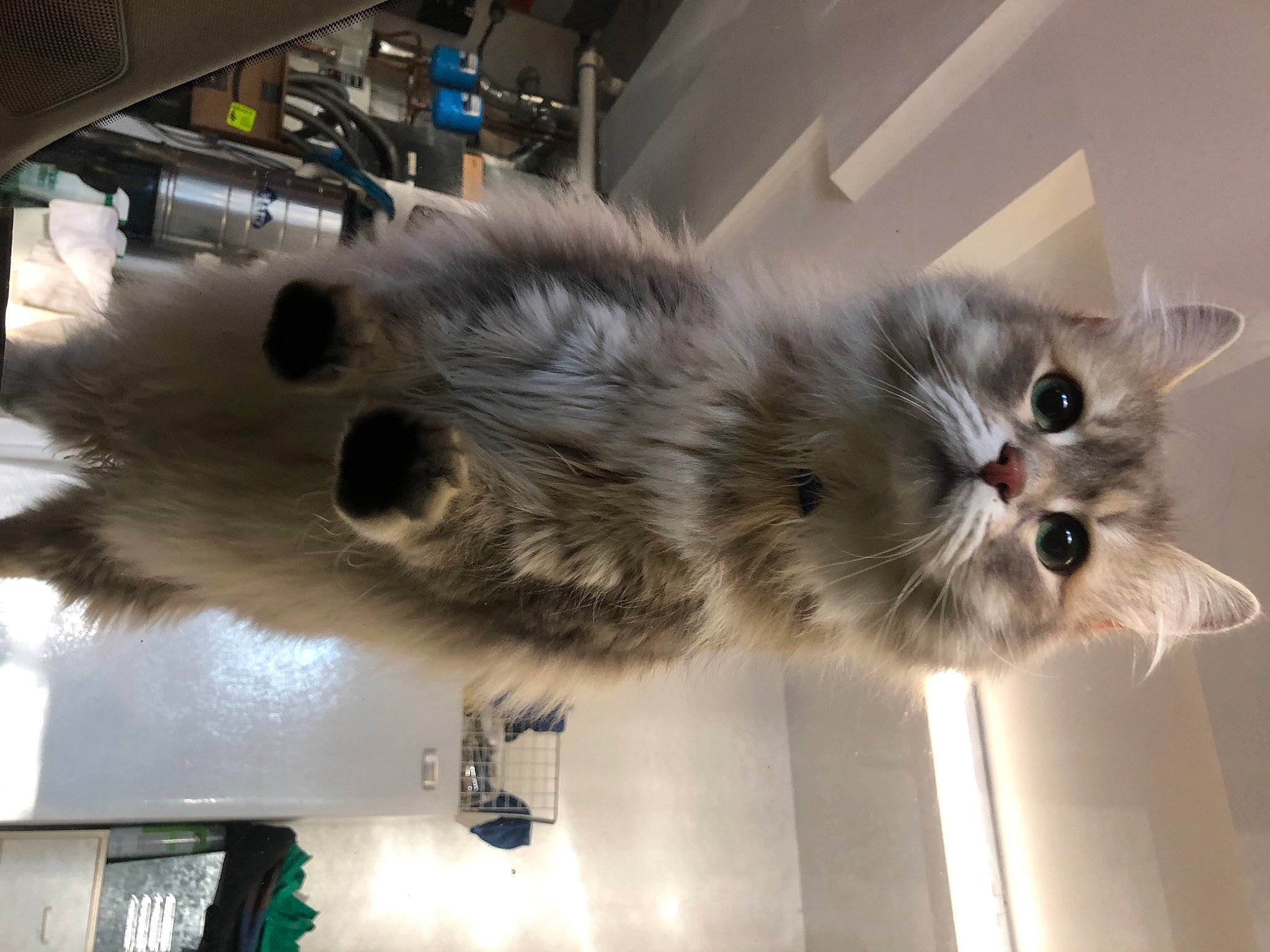 Chelsea is registered to the contest to win money with this photo: british_longhair, carnivore, cat, claw, domestic_short_haired_cat, fawn, felidae, flooring, fur, mammal, paw, persian, small_to_medium_sized_cats, tail, whiskers